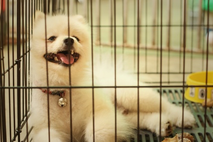 how to stop my dog from whining in the crate
